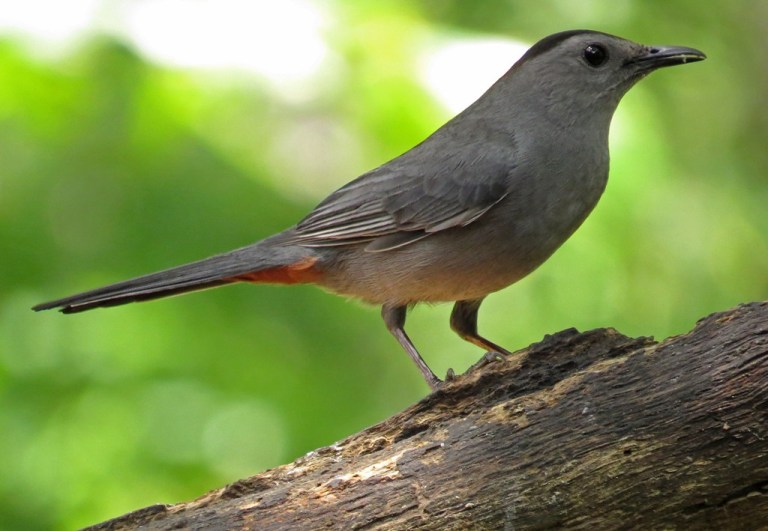 catbird