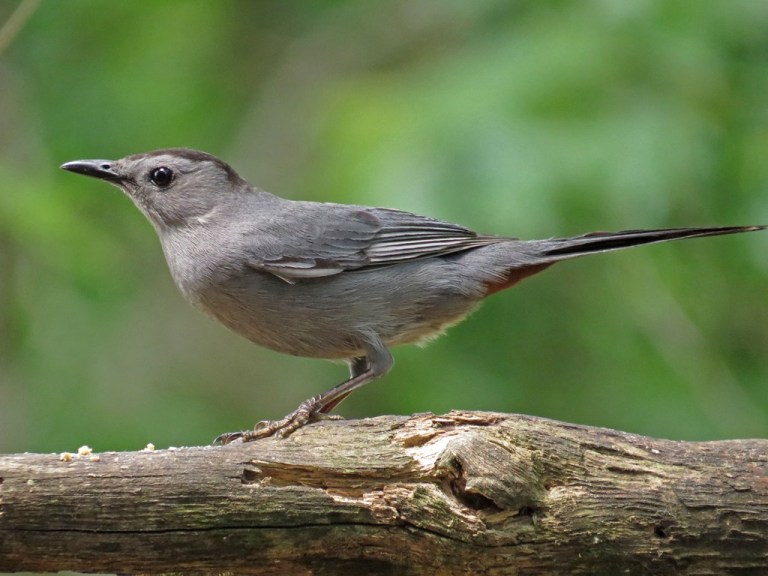 catbird2