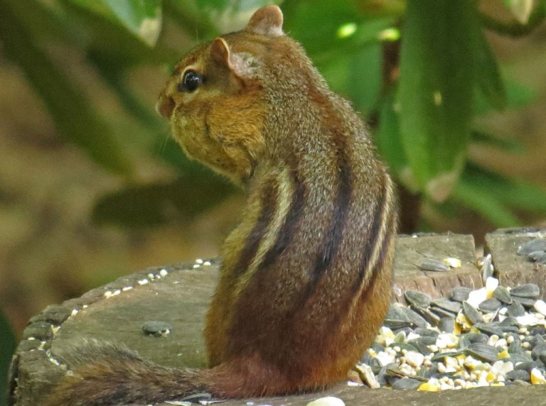 chipmunk