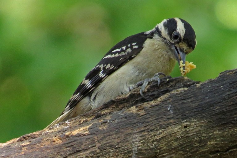 Downy Woodpecker