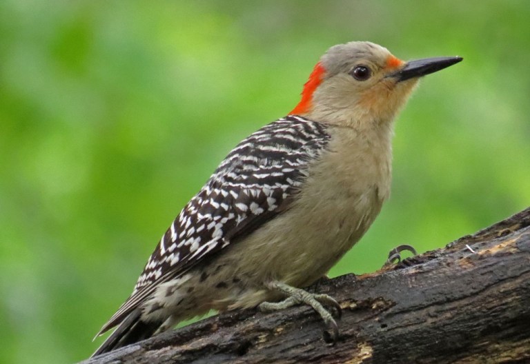Female Red-bellied Woodpecker