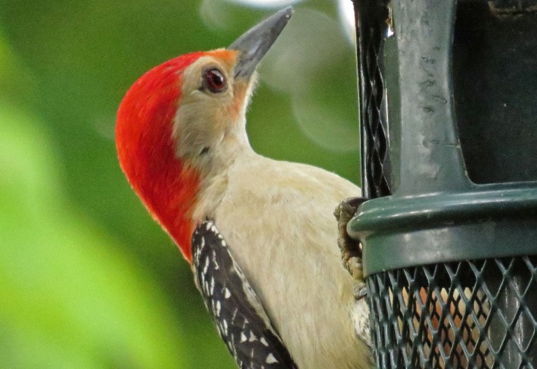 Male Red-bellied Woodpecker