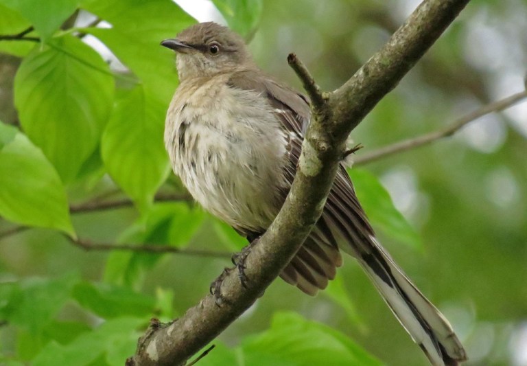 Northern Mockingbird