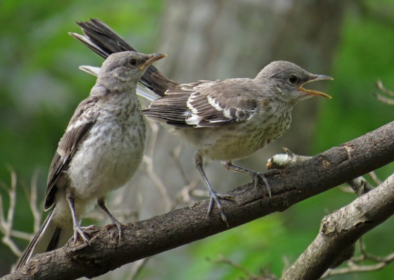 mockingbirds3