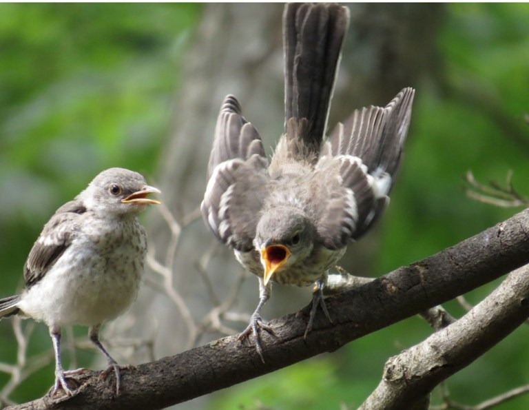 mockingbirds5