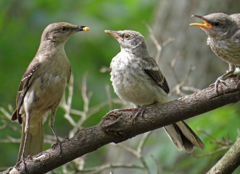 mockingbirds6