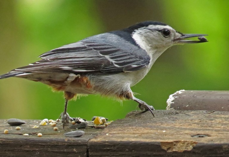 White-breasted Nuthatch