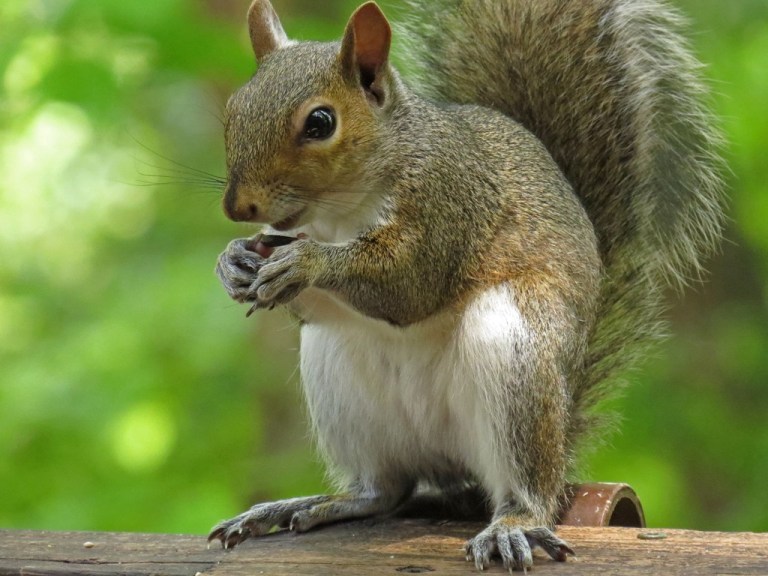 squirrel1