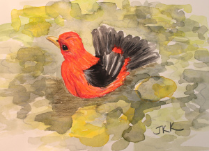 Scarlet Tanager