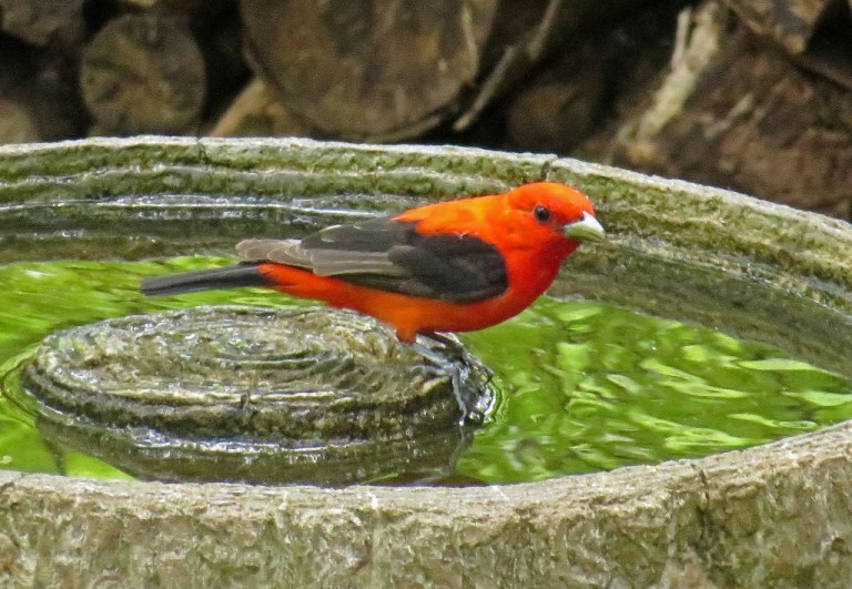 tanager1