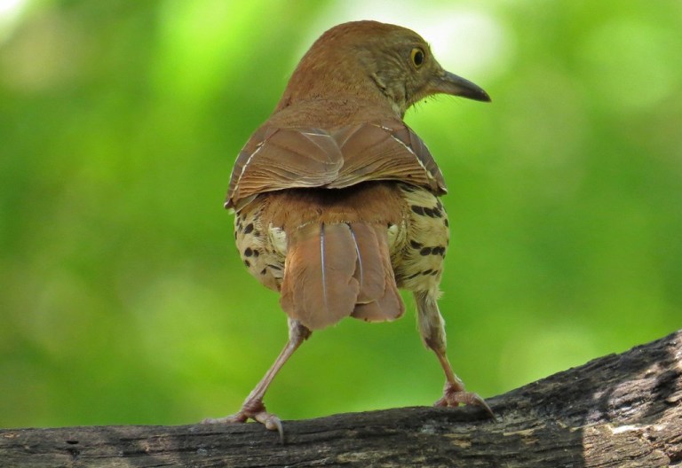 Brown Thrasher