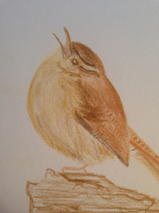 Carolina Wren
