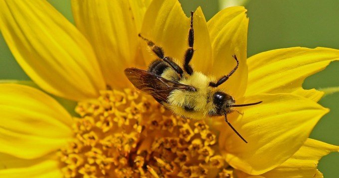 bee1
