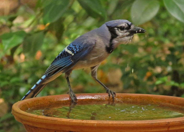 Blue Jay