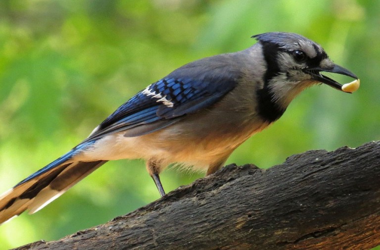 bluejay1