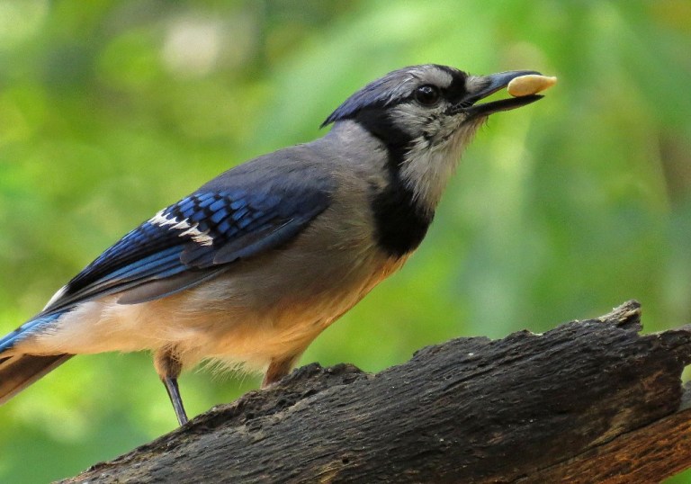 bluejay2