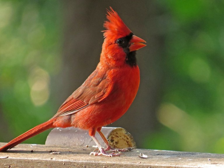 cardinal1