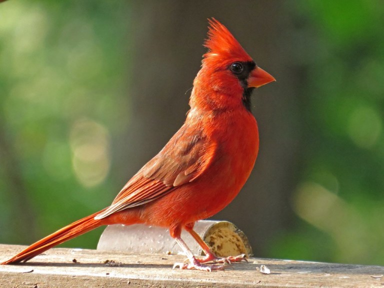 cardinal3