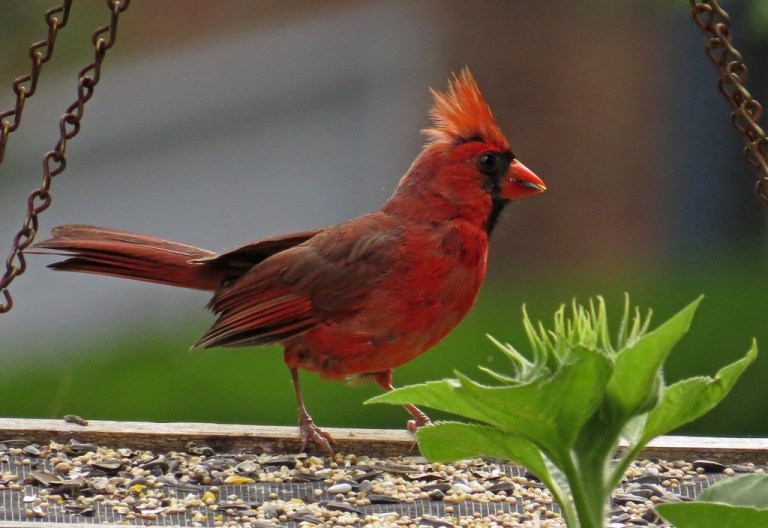 cardinal4