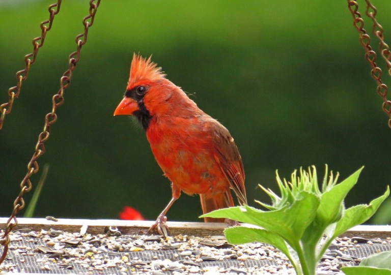cardinal5
