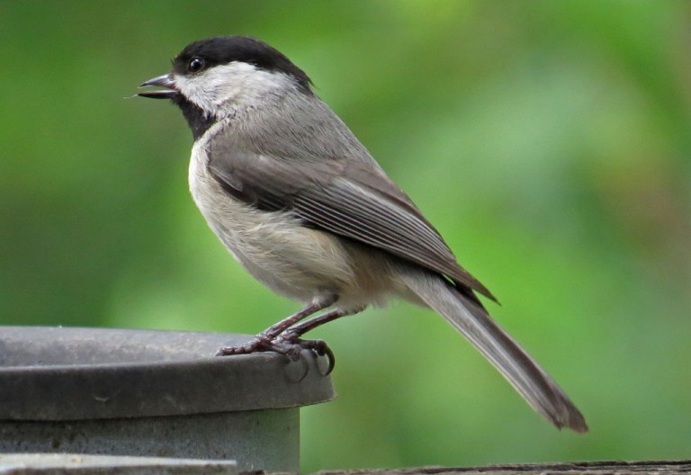 chickadee
