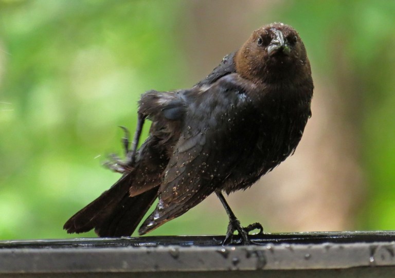 cowbird