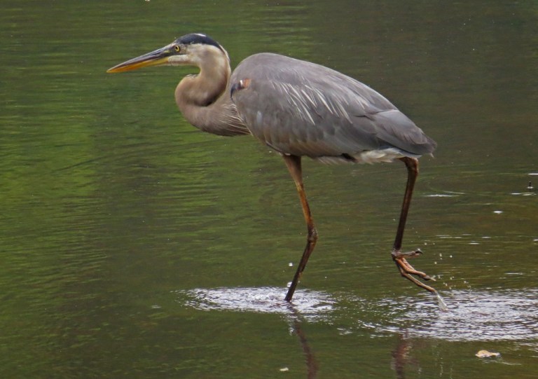 heron2