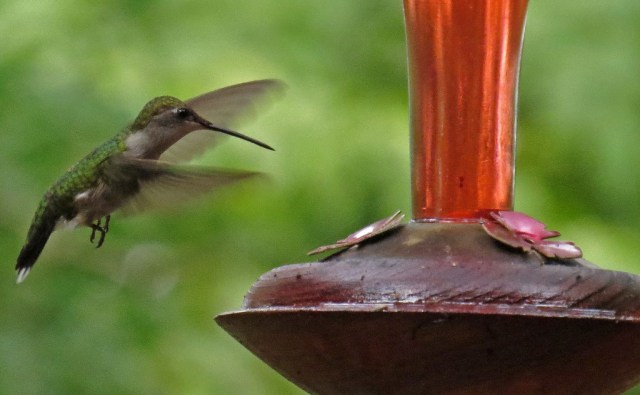 hummingbird1