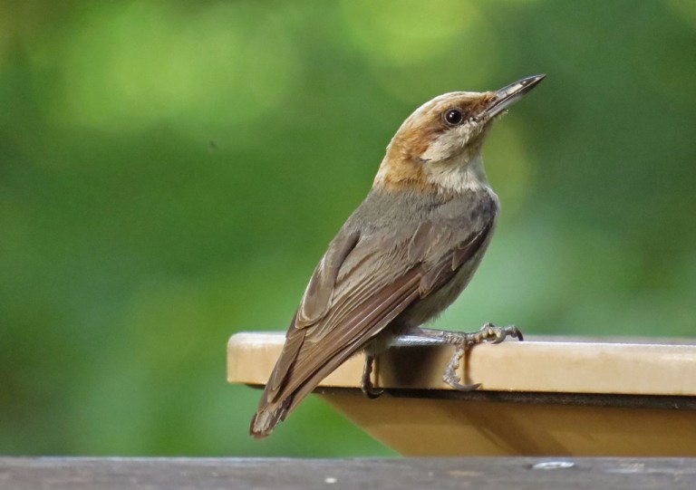 nuthatch1