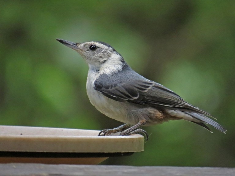 White-breasted Nuthatch