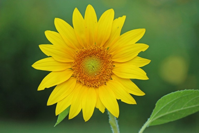 sunflower1