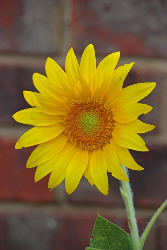 sunflower4