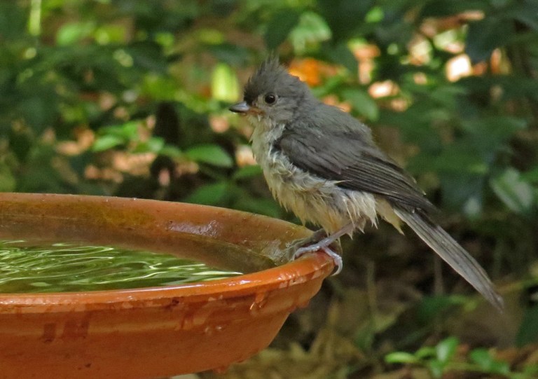 Tufted Titmouse