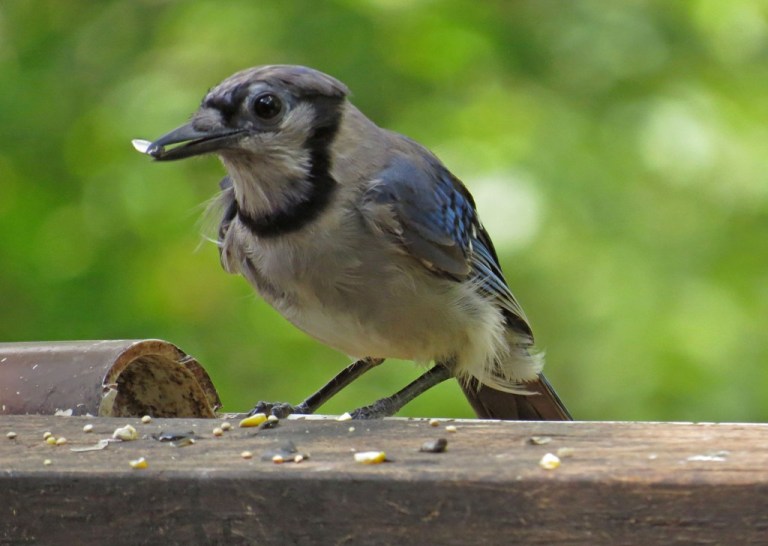 bluejay2