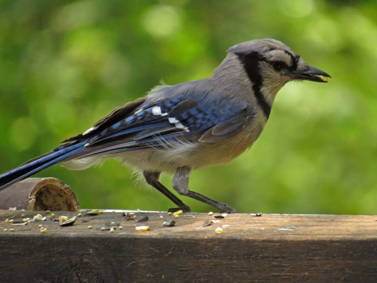 bluejay3