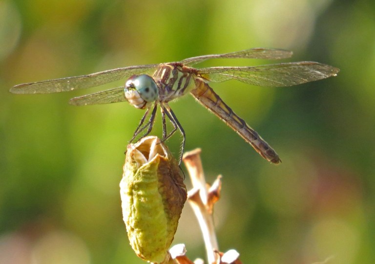dragonfly3
