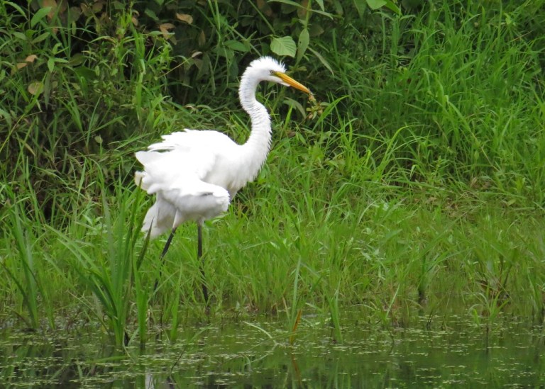 egret4