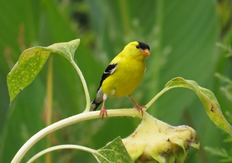 finch1