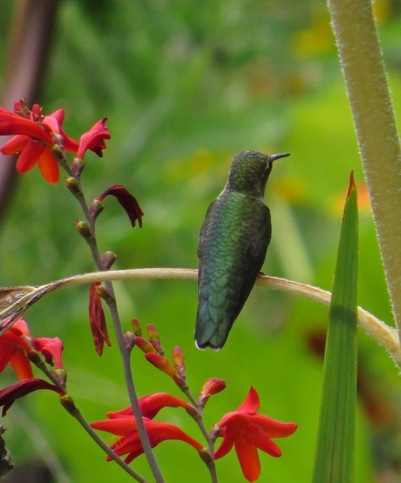 hummingbird1