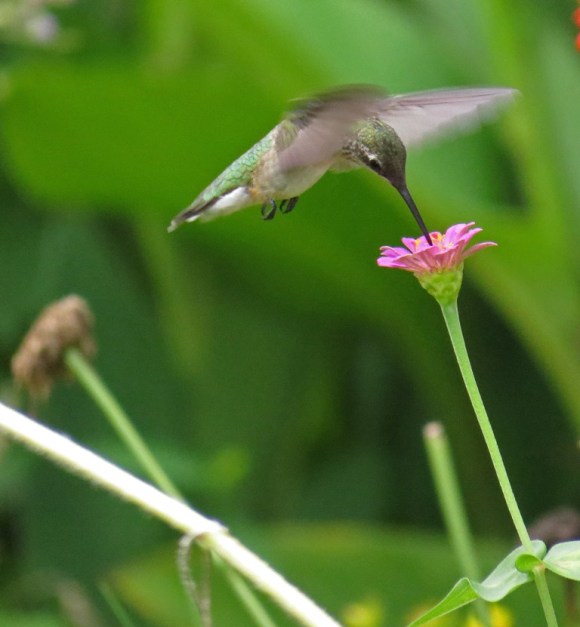 hummingbird2