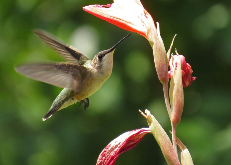 hummingbird5