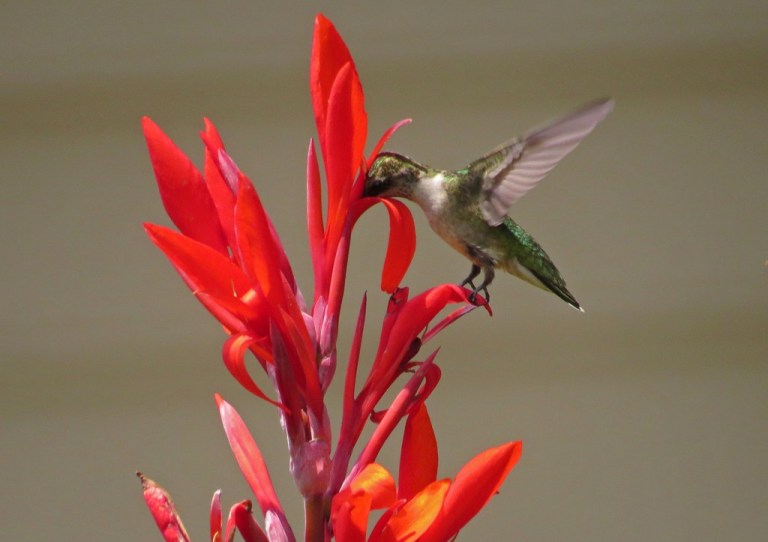 hummingbird7