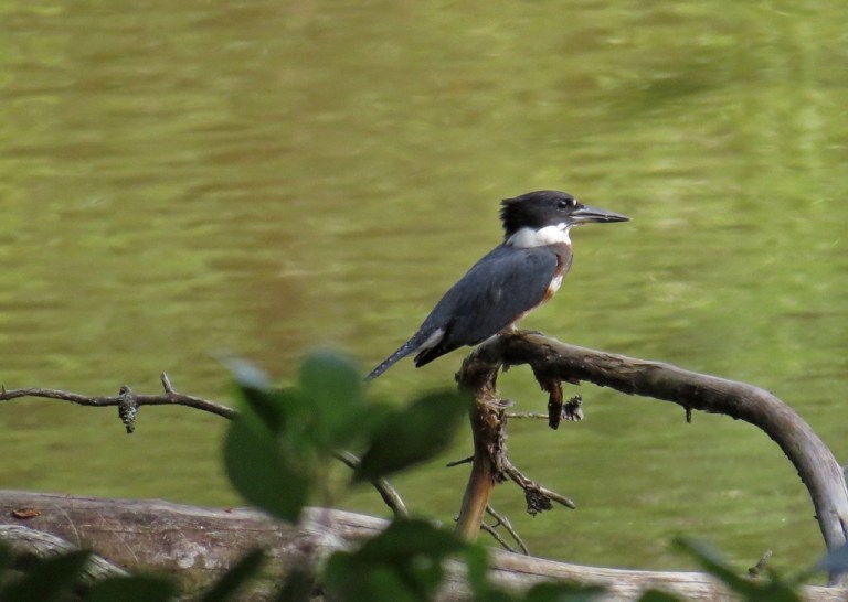 kingfisher3