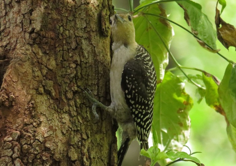 woodpecker1