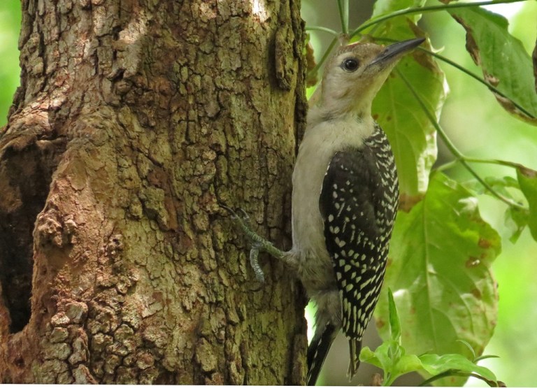 woodpecker2