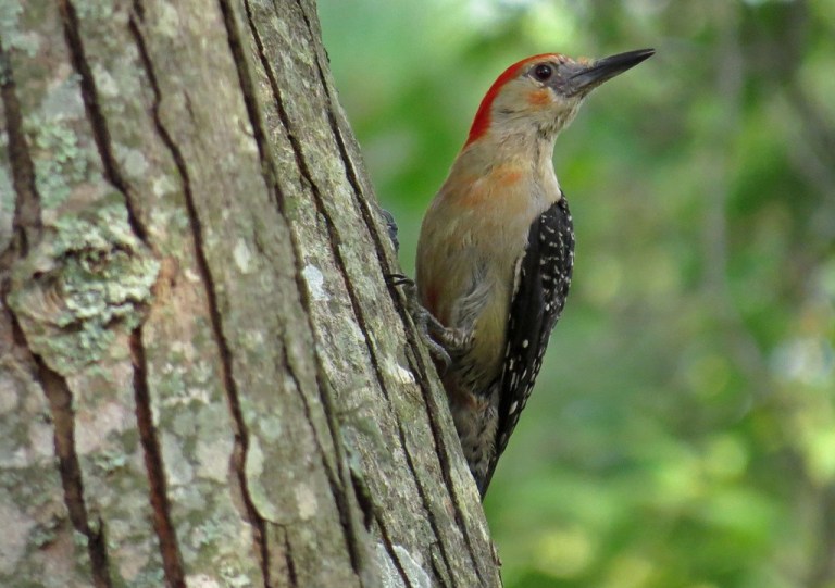 woodpecker3