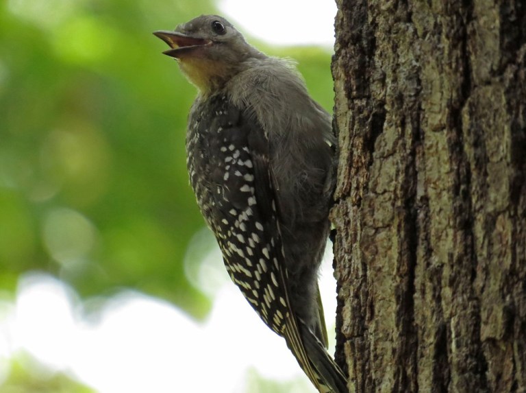 woodpecker7