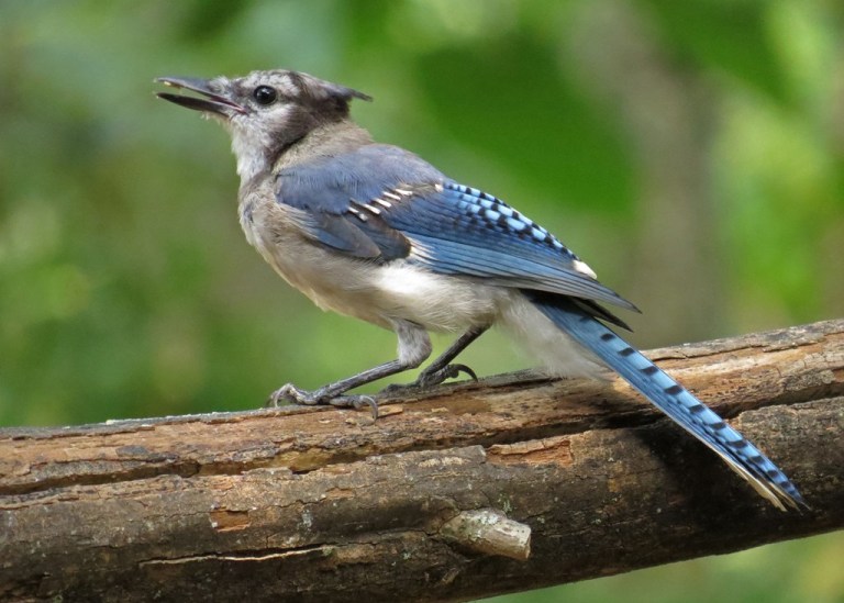 bluejay2