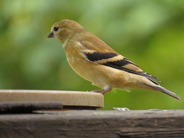 goldfinch