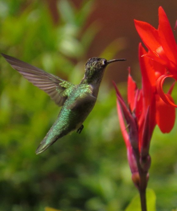 hummingbird